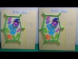 Plant Cell Model For Students Plant Cell 3d Model School Project For Students The4pillars Youtube Plant Cell Model Plant Cell Animal Cell Project