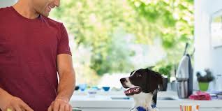 When fed a nutritionally balanced diet like the. How To Make Healthy Homemade Dog Food