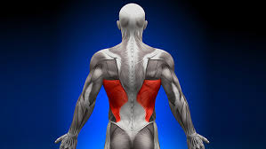 Check spelling or type a new query. Tip Want Lats Do One Arm Barbell Rows T Nation
