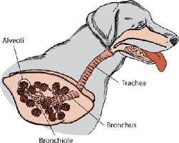 He started coughing up spots of blood and developed a severe bladder infection. Introduction To Lung And Airway Disorders Of Dogs Dog Owners Merck Veterinary Manual