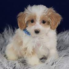 This furry friend is the perfect addition to any home, apartment or large house with a yard. Havapoo Puppies For Sale In Pa Havapoo Puppy Adoptions