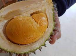 And he keeps his prices consistent, about rm60 to. Black Thorn And Musang King Are Durian King Ttdi Facebook