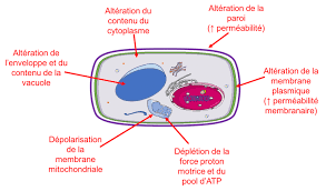Mode D Action Des Huiles Essentielles Sur Les Champignons Huiles Essentielles Huile Mycose