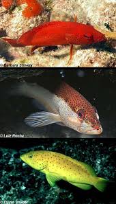 Image result for Cephalophis lukei