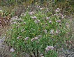 Asclepias Fascicularis Narrow Leaved Milkweed Asclepias Milkweed Plant California Native Garden
