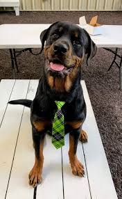 Some animal hospitals may accept pet insurance. Emergency Veterinary Care In Middleburg Orange Park Fl Black Creek Veterinary Hospital