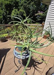 Image result for Aloe welwitschii