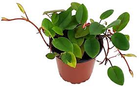 Image result for Begonia elaeagnifolia