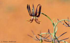 Image result for Ornithoglossum viride