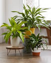 Add a splash of color and some of mother nature's beauty to. 23 Easy Houseplants To Grow Better Homes Gardens