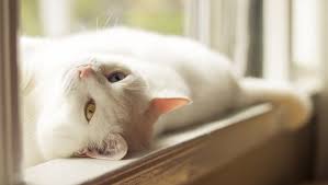 Summer Safety Is It Dangerous To Let My Cat Lie In The Sun Cattime