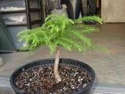 Its botanical name is araucaria heterophylla and you know it better as a living christmas tree. Norfolk Island Pine Bonsai Tree Youtube