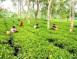 Flood hits tea production