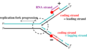 How Does The Leading Strand In Dna Replication Shorten/Corrode? Why Would  This Happen? - Quora