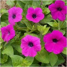 Wild Petunia Seeds Petunia Violacea Petunia Flower Petunias Container Flowers