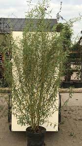 Salix Caradoc Twisted Willow Carodoc Mature Trees Online