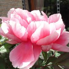 Avec quelles plantes associer la pivoine arbustive ? Les Pivoines Arbustives Pivoines En Arbre Nommees Paeonia Suffruticosa Et Paeonia X Lutea