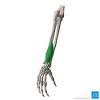 Extensor tendons are located in the dorsal region of the hand and fingers. Https Encrypted Tbn0 Gstatic Com Images Q Tbn And9gcsdaxuepiabqw3vfshrlbve2pqajrgi Gbjnzhycssb36rwtdpt Usqp Cau