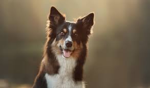 Maybe you would like to learn more about one of these? German Shepherd Border Collie Mix A Pet Parent S Guide To A Shollie All Things Dogs All Things Dogs