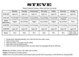 Weekly bearded dragon food chart. Bearded Dragon Food Chart Baby Bearded Dragon Bearded Dragon Care Bearded Dragon Food