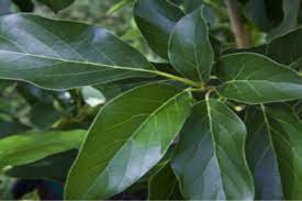 Hmm lucu juga ya namanya amplas? 5 Manfaat Daun Alpukat Yang Jarang Orang Ketahui