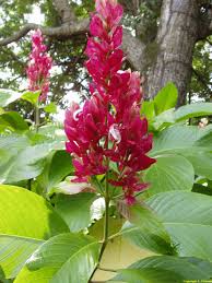 Image result for Pandiaka welwitschii