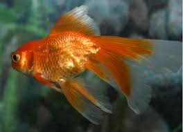 Well first of all in terms of whether to use a pond or tank; Do Goldfish Sleep Petmd