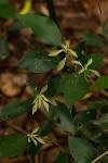 Image result for Cola mossambicensis