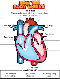 Activity The Heart Circulatory System For Kids Human Body Systems Body Systems
