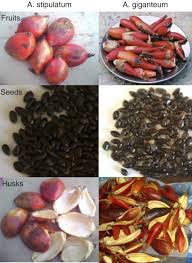 Image result for Aframomum angustifolium