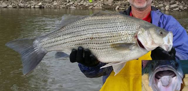 Fish Iowa - Fish Species - Wiper (Hybrid Striped Bass)