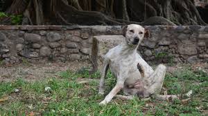 Can You Use Baby Powder On Dogs