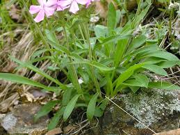 Image result for Silene