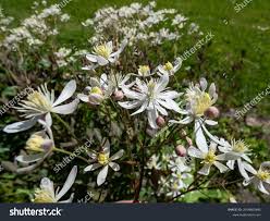 Image result for Clematis recta atropurpurea