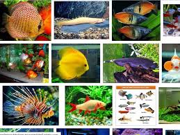 Ikan hias air tawar laut dan aquarium. Ikan Hias Air Tawar Yang Bagus Unik Dan Cantik Dengan Harga Murah