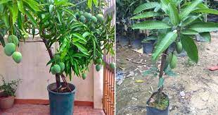 Check spelling or type a new query. Cara Tanam Pokok Mangga Dalam Pasu Petua Lebatkan Buahnya Vanilla Kismis