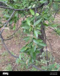 Image result for Spirostachys