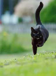 If A Black Cat Crosses Your Path It S A Sign That The Animal Is Going Somewhere Groucho Marx Thank You They Are Not Unlucky An Cats Pretty Cats Animals