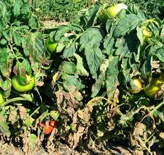 Image result for tomato seedling early blight
