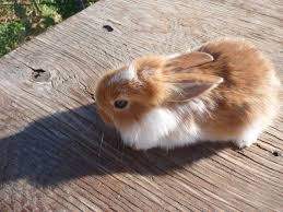 Dwarf hotots eyes of the fancy are amazing little bunnies! Bunnies For Sale At Pet Stores Www Macj Com Br