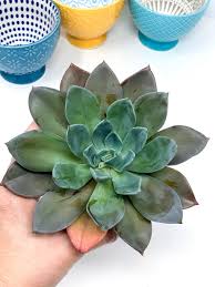 Check spelling or type a new query. Echeveria Blue Prince Etsy Echeveria Dry Leaf Succulents