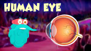 Human Eye The Dr Binocs Show Best Learning Videos For Kids Peekaboo Kidz Youtube Human Body Systems Human Eye Body Systems