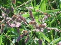 Image result for Enteropogon macrostachyus
