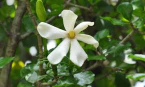 Image result for Faurea rubriflora