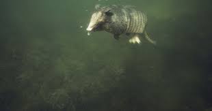By Jill Henderson Show Me Oz Many People Who Don T Live In The Ozarks Are Surprised To Learn That There Are Armadillos He Armadillo Cuddle Partner Fish Pet