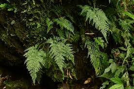 Image result for Asplenium uhligii