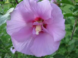 Image result for images jesus rose of sharon