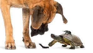 Turtles And Dogs Can They Get Along All Turtles