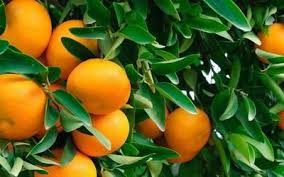 Get the best deal for fruit tree seeds from the largest online selection at ebay.com. Fruit Trees Fastgrowingtrees Com Banana Seeds Fruit Trees For Sale Fruit Trees