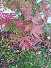 When japanese fan maple suddenly shows dry leaves and withered shoots, the dangerous as a result, the tree begins to die off, and the mushroom continues to spread. Is There A Problem With My Japanese Maple Shrub Gardening Landscaping Stack Exchange